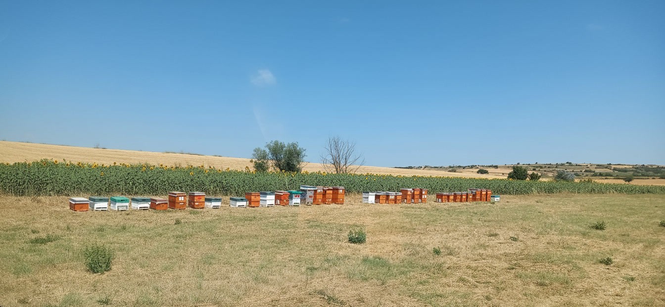 Tarla önünde Aydeniz Bal arı kovanları